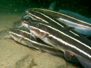 Striped Catfish