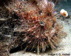 StripedAnglerFish