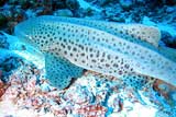 Leopard Shark