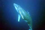 Diving with a Humpback