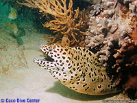 Moray Eel