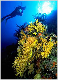 Outstanding Tropical Diving