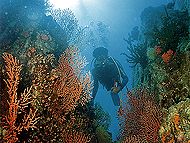 Diving Vietnam