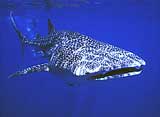 Whale Shark at Ningaloo