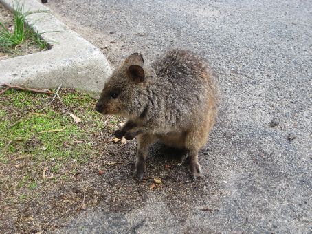 Quokka