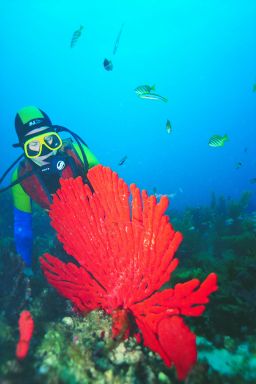 Red Sponge
