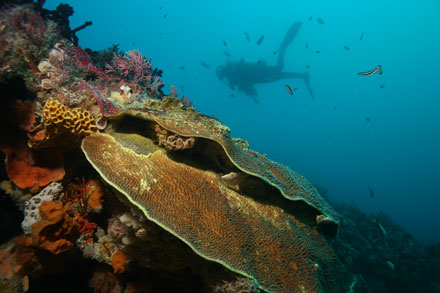 Rottnest reef