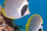 Tropical Fish