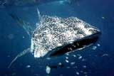 Whale Shark