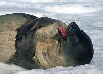 Weddell Seal