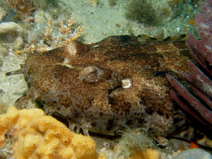 Wobbegong