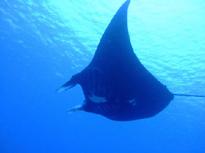 Manta Parade