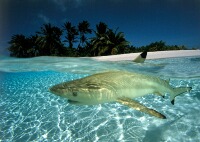 Black Tip Reef Shark