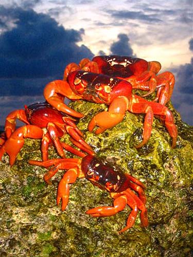 Red Crabs