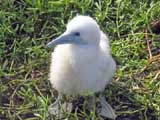 Baby Booby