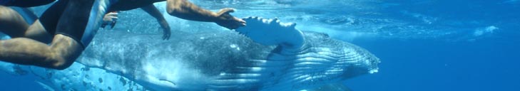 Swimming with the whales!