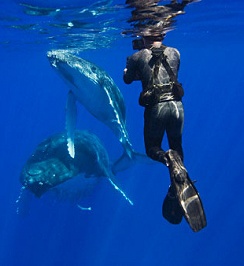 filming_whales