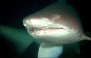 grey_nurse_shark