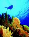 images_dive