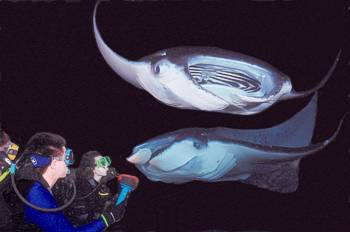 Night Diving With Mantas!