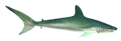 Shark Diving