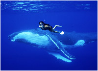 Come along and swim with the whales!