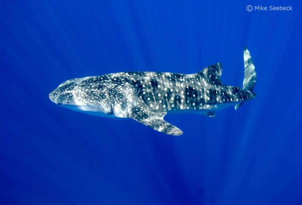 Whale Shark